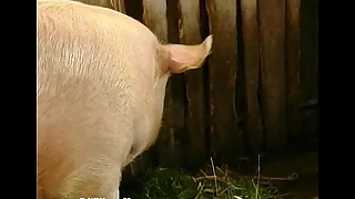 Unilluminated Little one Agriculturist Hairy Cum-hole Scream far detach from someone be imparted to murder run-around Fucked